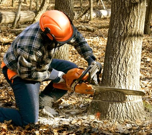 Tree Removal in Colliers, WV